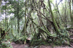 Cameron Highlands-049